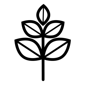 Pure Moringa-Blätter