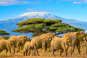 Afrika Elefanten in der Steppe